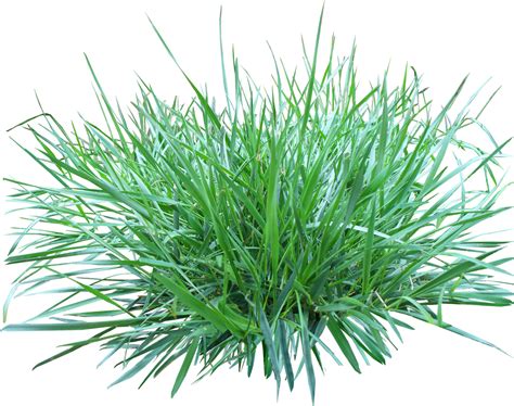 Ornamental Grass Png Free Logo Image