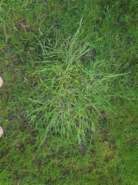 Help Identifying Weed Grasses And Making A Plan Lawn Care Forum