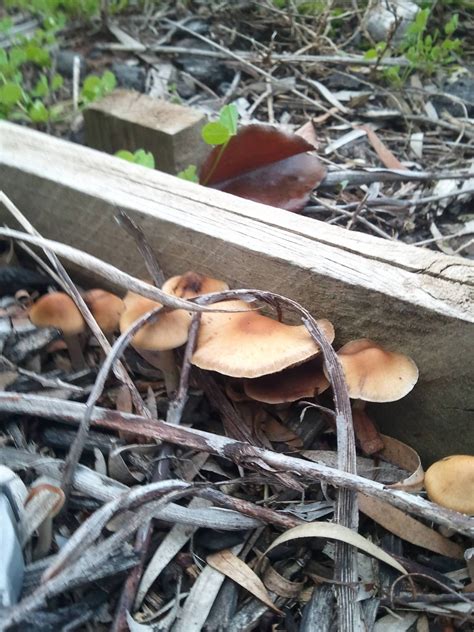 Magic Mushrooms Id Request Mushroom Hunting And Identification