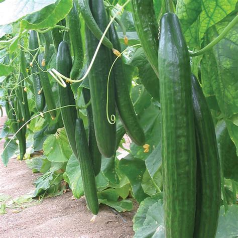 By admin | posted on. Cucumber (Indoor) Carmen F1 Seeds From D. T. Brown