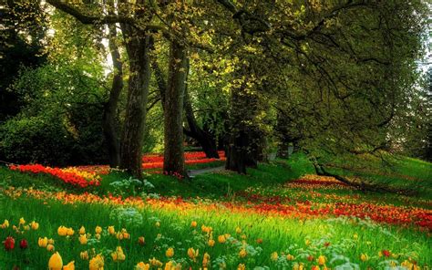 Wallpaper : sunlight, forest, flowers, garden, nature, field, tree