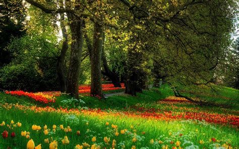 Wallpaper Sunlight Forest Flowers Garden Nature Field Tree