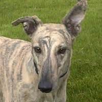 In consideration of our current national health problems and in keeping with our country's suggestions and needs, we will be ending our larger public. Greyhound Pets of America - Indianapolis