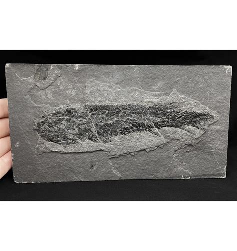 Fossils For Sale Fossils Old Red Sandstone Early Devonian