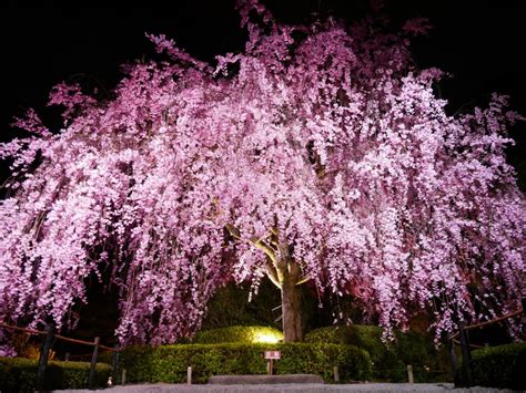37 blossom tree paintings ranked in order of popularity and relevancy. Ten Thousand Things: Cherry Blossom Tree at Night at ...