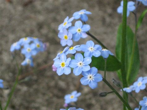 They look spectacular when interplanted with spring bulbs and alongside other shade. Blue Forget-Me-Not - Flowers Wallpaper (34611721) - Fanpop
