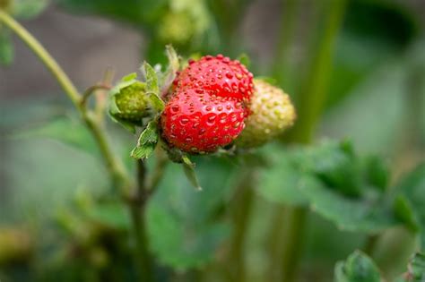 Maybe you would like to learn more about one of these? How Long Does It Take to Grow Strawberries? Seed, to Plant ...
