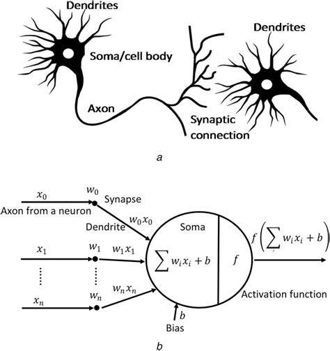 Structures A Biological Neuron B Neurons Mathematical Model
