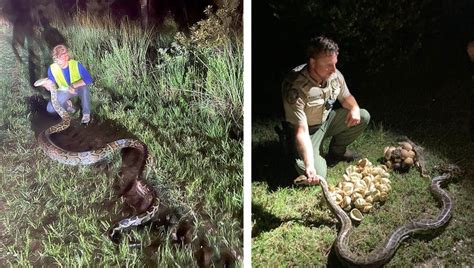 Massive Burmese Python Nest 2 Females Multiple Hatchlings Found In