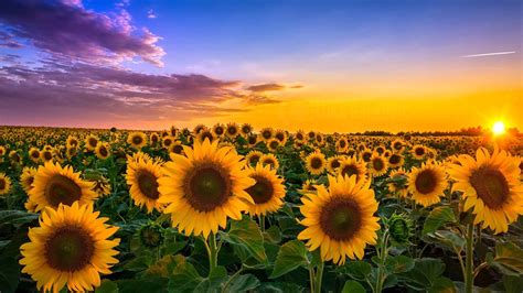 Wallpaper Sunflowers Fields Sunshine Summer Clouds 1920x1200 Hd