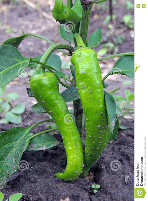 Peppers In The Garden Stock Image Image Of Chili Closeup 73901057