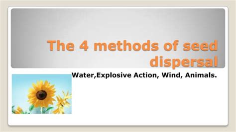 The 4 Methods Of Seed Dispersal Ppt