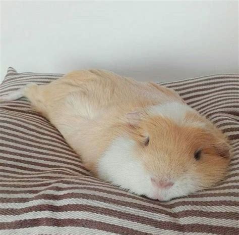 Pin On Fat Guinea Pig
