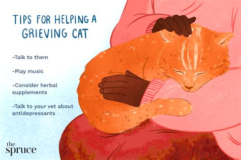 Helping Cats Cope With Loss Of Other Pets