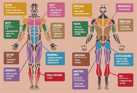 Leg muscles are another story. Best Exercises Targeting Each Muscle Group Of The Body ...