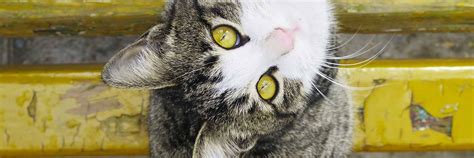 Humane Society Hutchinson Kansas