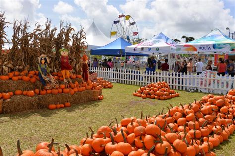 Top 9 Pumpkin Patches To Visit This Fall In Florida 2021 Guide