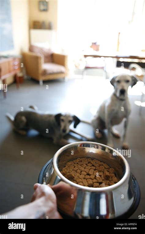 Dog Carrying Food Bowl Hi Res Stock Photography And Images Alamy