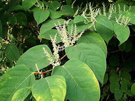 Japanese Knotweed Or Fallopia Japonica Uses Benefits Side Effects
