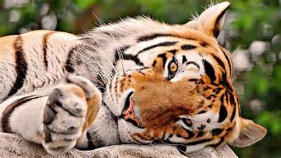 Tiger Cubs Wallpapers