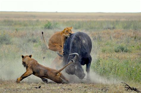 Whether it is a roadrunner swallowing a lizard, a blue crab eating a fish, an american egret catching a perch, a shark investigating a surface disturbance that could be a meal, or a man rounding up a cow for slaughter, the predator kills to provide food for itself or its family. Ecologists find predator-prey pattern consistent across ...