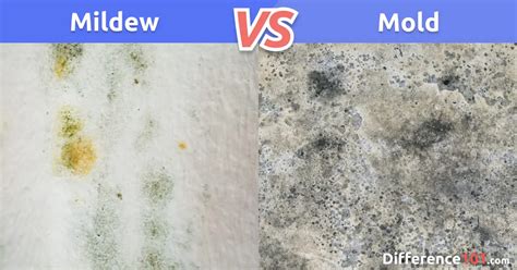 Mildew Vs Mold Differences Similarities Pros And Cons Difference 101