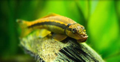 The 10 Best Fish Tank Cleaner Fish For Your Aquarium Pet Buzz
