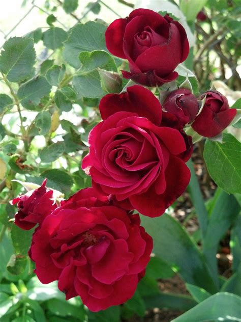 Don Juan Climbing Rose Very Fragrant Landscapedesignwithredroses