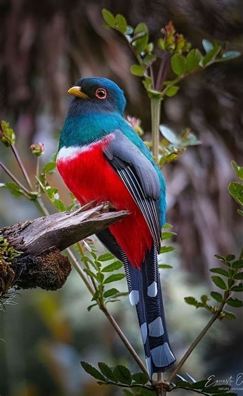 A Colorful Bird Sitting On Top Of A Tree Branch