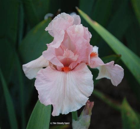 Border Bearded Iris Iris Lenora Pearl In The Irises Database