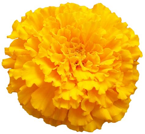 รูปภาพ Png Marigold Png Mart