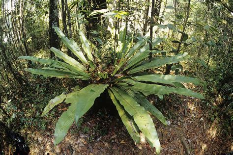 The bird's nest fern is native to rainforests in asia, africa, and australia and is an epiphytic fern, which means it typically grows on other things, such as trees trunks. Bird's nest fern (Asplenium nidus) - Stock Image - B450 ...