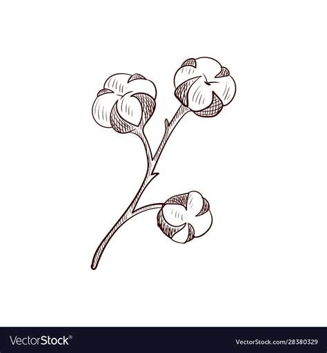 Drawing Cotton Branch Royalty Free Vector Image