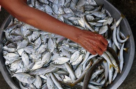 Engaging Small Scale Fishers In The Un Food Systems Summit