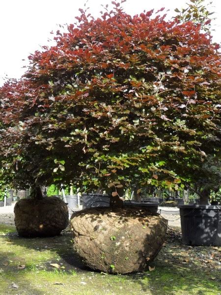 Fagus Sylvatica Purpurea Purple Beech Tree Topiary Practicality Brown