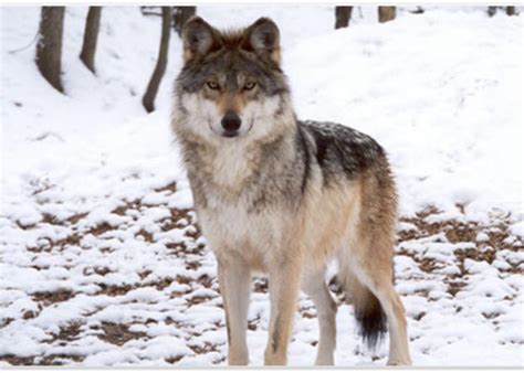 Game And Fish Suing Over Mexican Grey Wolves Knau Arizona Public Radio