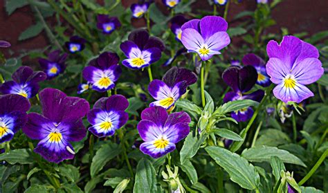 types of purple flowers spring flowers purple flowers