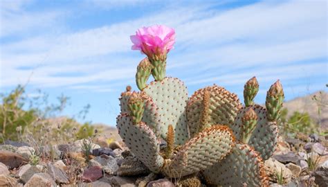 Each of these adaptations allow the plant to collect and store water more efficiently in an environment where water is scarce. Facts About Plants in the Desert | Sciencing