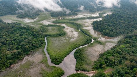 The Congo Basin Is Under Threat Heres Why We Need To Act Now Wildaid