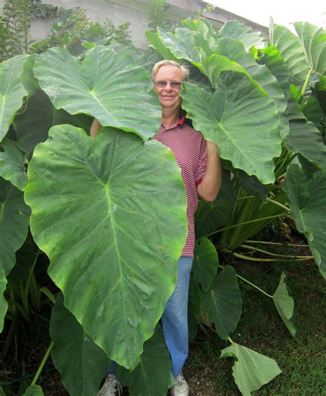 These vigorous plants can grow up to 8 feet tall in one growing season in ideal conditions and produce tubers that holding the elephant ears plant upright with one hand, scoop the dug soil into the hole with the other hand until you fill the hole. Alocasia 'Portodora' (Portodora Upright Elephant Ear ...