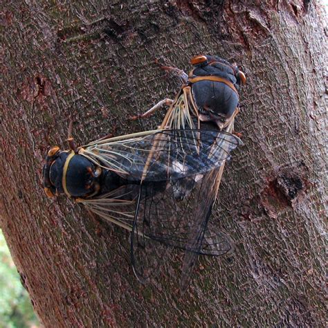 Cicadas Mating Diceroprocta Semicincta University Of Ariz Flickr
