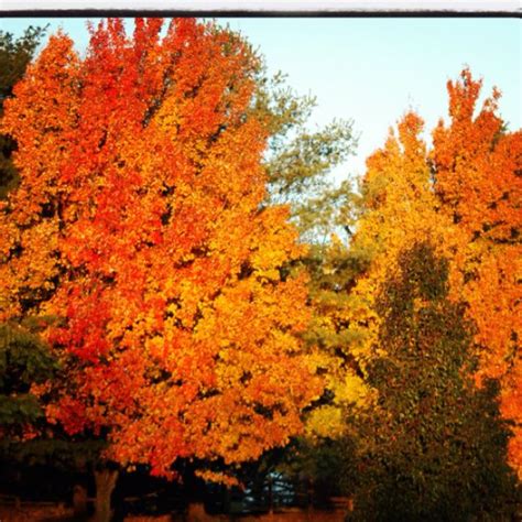 Autumn In Loudoun County Va Sonbahar Ağaçları Sonbahar Ağaç