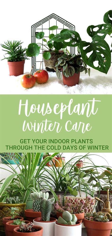Houseplant Winter Care All The Tips You Need To Get Your Indoor Plants