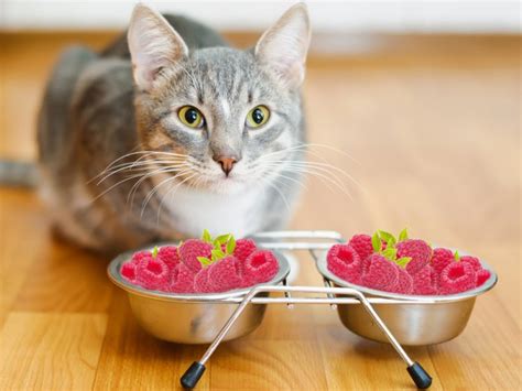 So i hope you gave her some! Can Cats Eat Raspberries | Organic Facts