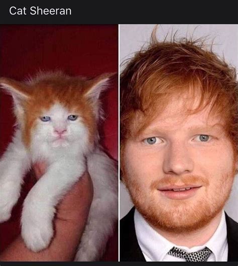 Cat Sheeran Cats Know Your Meme