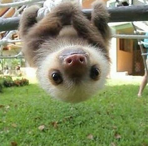 Pin By Tara Gaddy On When You Need To Smile Cute Baby Sloths Cute