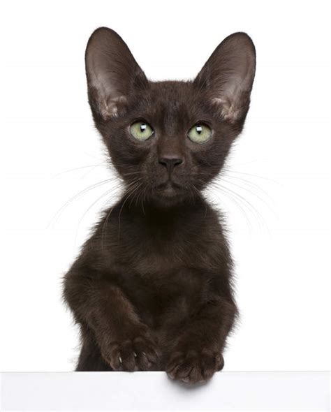 History of havana brown cat breed the havana brown cat is a hybrid cat, developed with careful planning for a specific genetic design. Havana Brown | Cats | Breed Information | Omlet