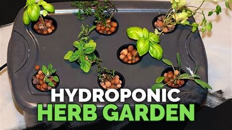 Hydroponics Herbs Best Herbs For Hydroponic Gardening