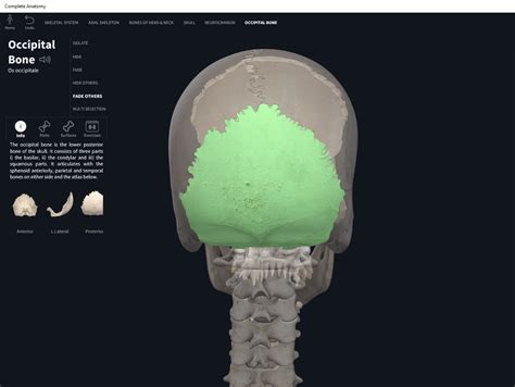 Bones Skull Occipital Anatomy And Physiology