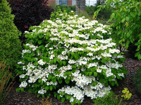 The 25 Best Evergreen Shrubs Ideas On Pinterest Shade Evergreen